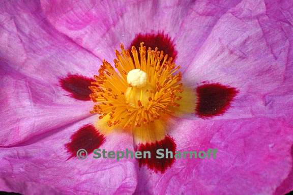 cistus purpureus 1 graphic